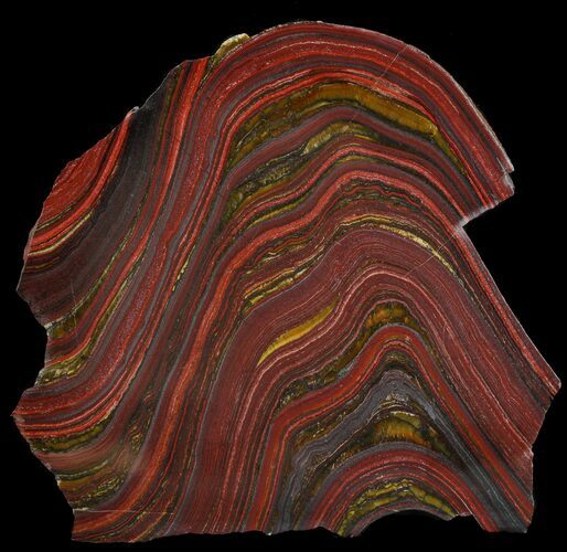 Polished Tiger Iron Stromatolite - ( Billion Years) #46621